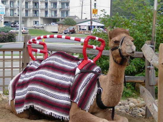 Noah's Ark Animal Ride